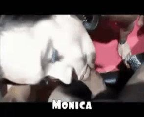 Annuncio Escort Ads - ?????MONICA NINFOMANE TRANSEX MAREBELLO (GHETTO TURCO)?????